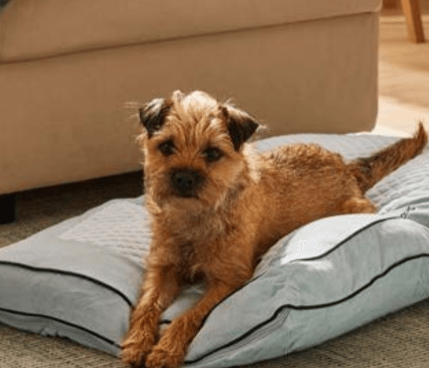 ZOOFARI® Jastuk za spavanje - Akcija u trgovini Lidl