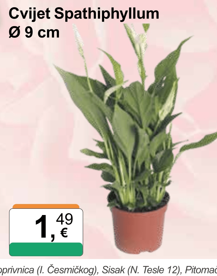 Cvijet Spathiphyllum Ø 9 cm