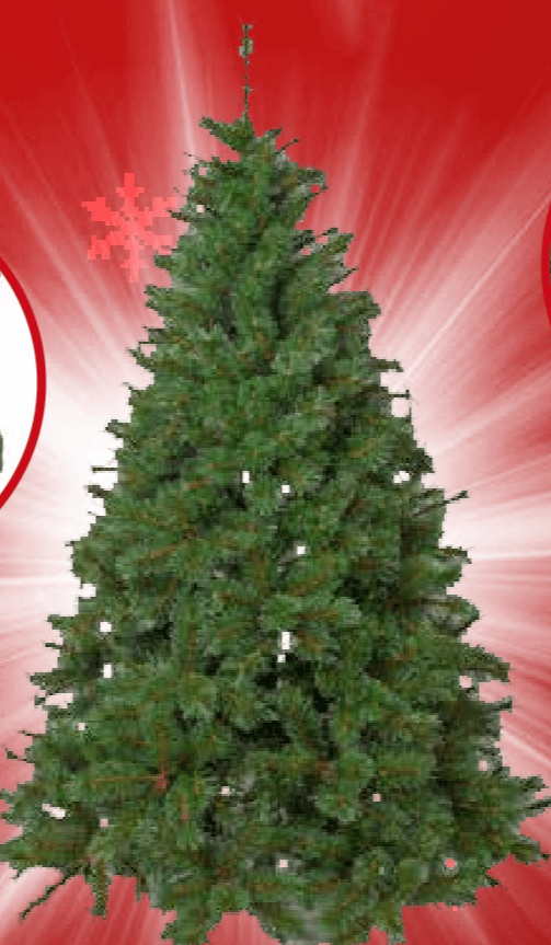 Tarrington House Jelka Razvana