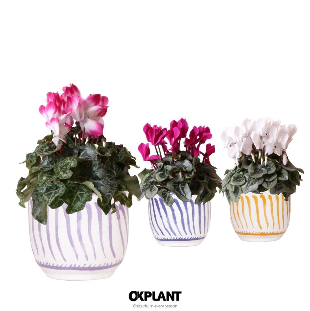 Cyclamen mix 1 kom - Akcija u trgovini NTL