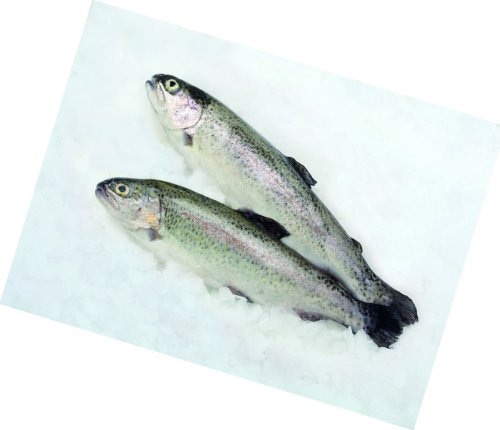 Kalifornijska pastrva 1 kg