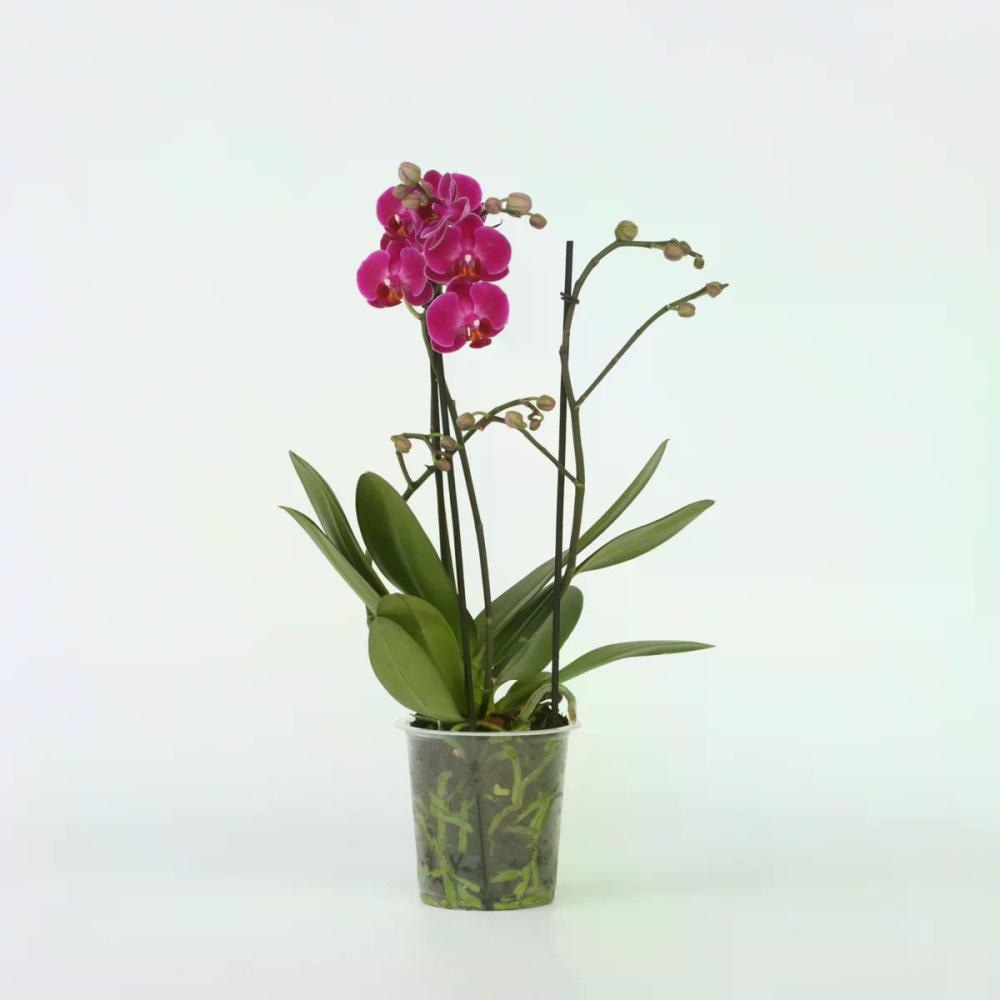 Orhideja Phalaenopsis T12, 3 stabljike - Akcija u trgovini Bauhaus