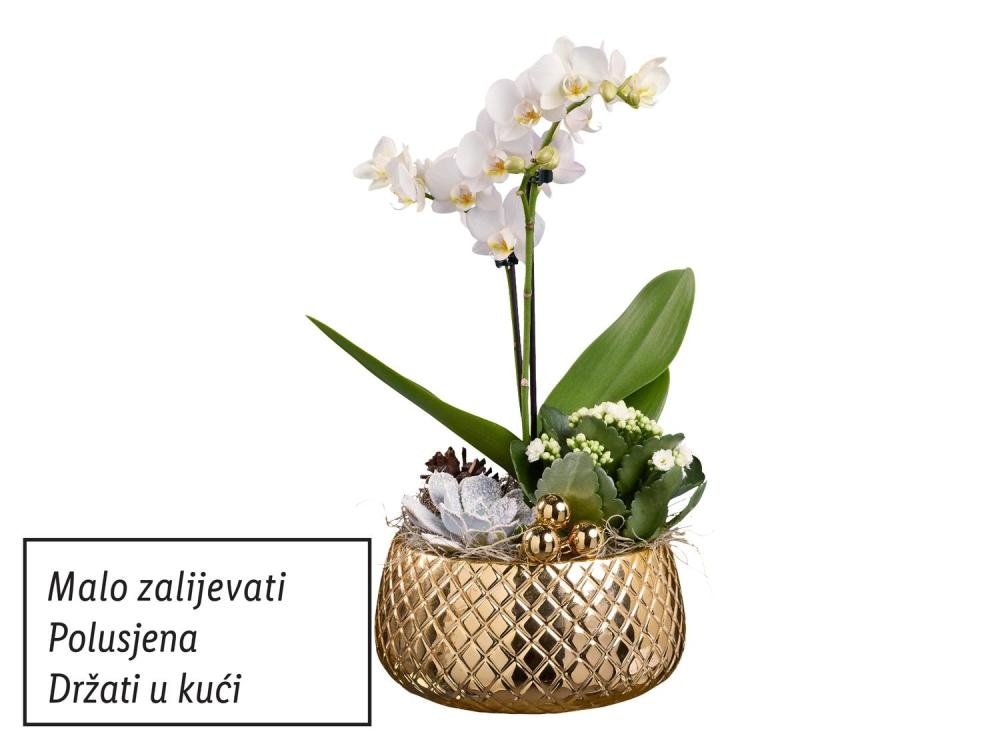 Orhideja aranžman Komad