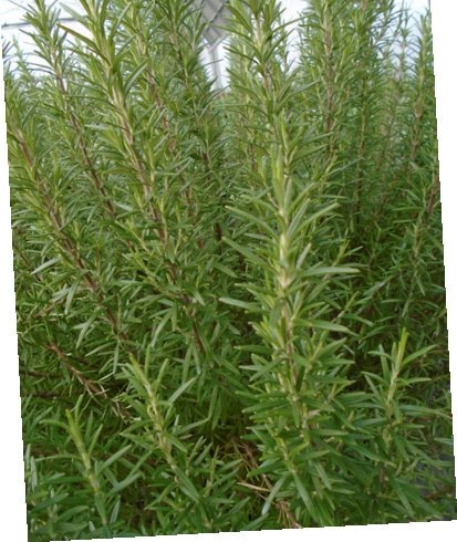 Ružmarin 'Abraxas' u tegli T12