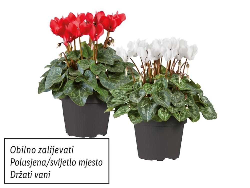 Ciklama Komad - Akcija u trgovini Lidl