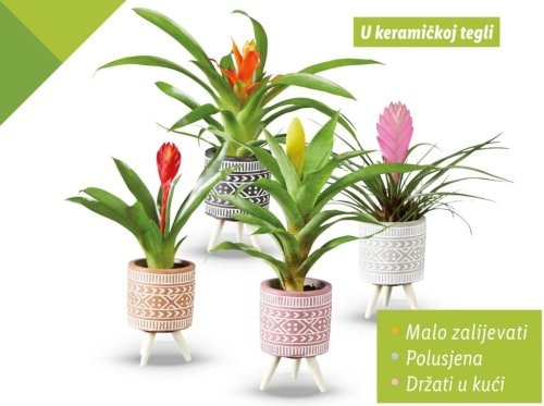 Mini bromelija Komad - Akcija u trgovini Lidl