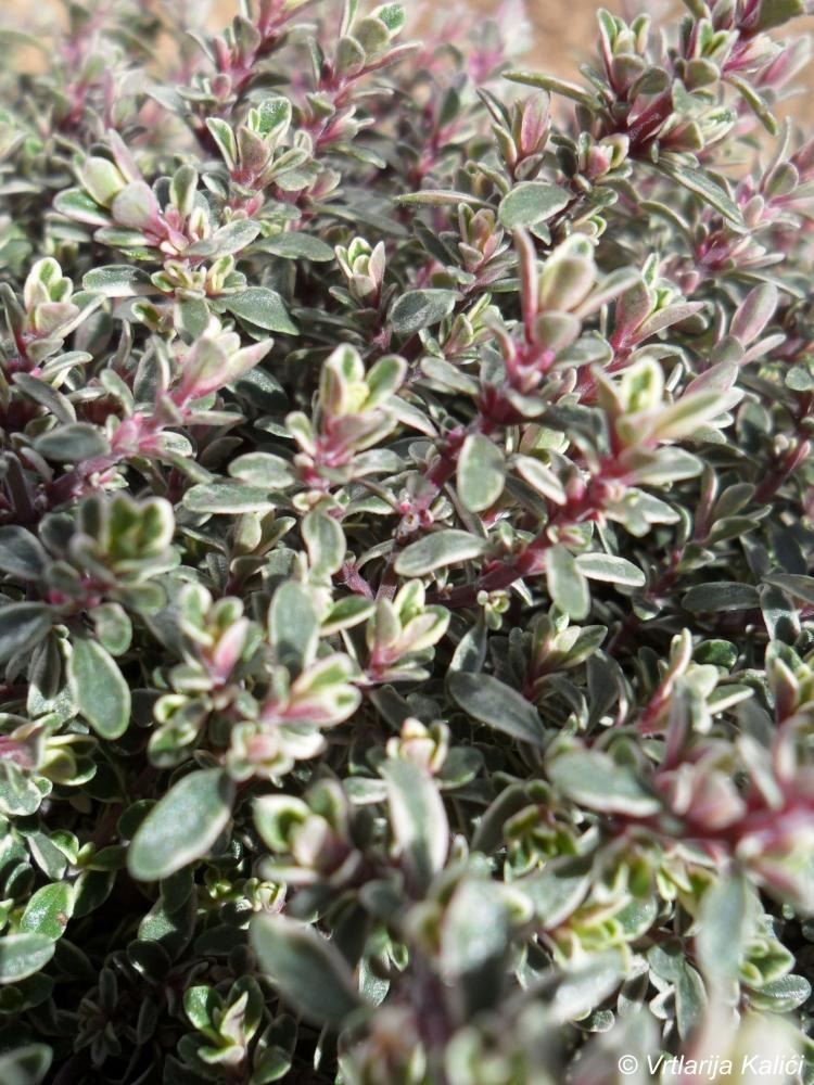 Srebrni timijan 'Silver Queen' U teglici T12! - Akcija u trgovini Bauhaus