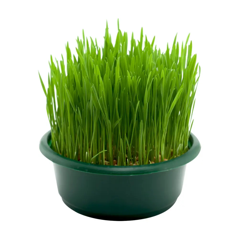 Domaća božićna pšenica lončanica Ø 17 cm, visina 15 cm