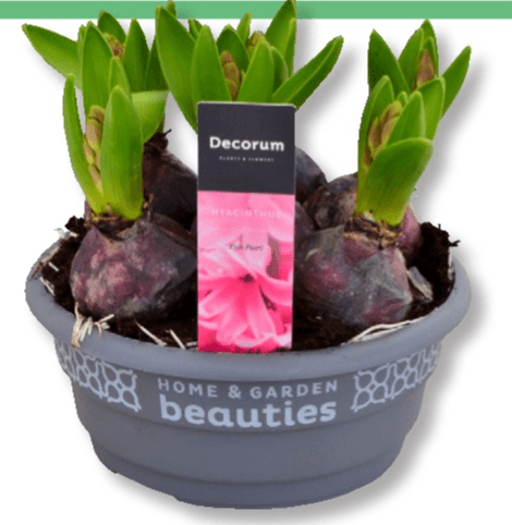 Lukovice T16, v 15 cm