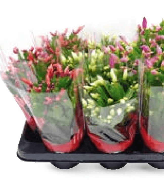 Božićni kaktus 1 kom