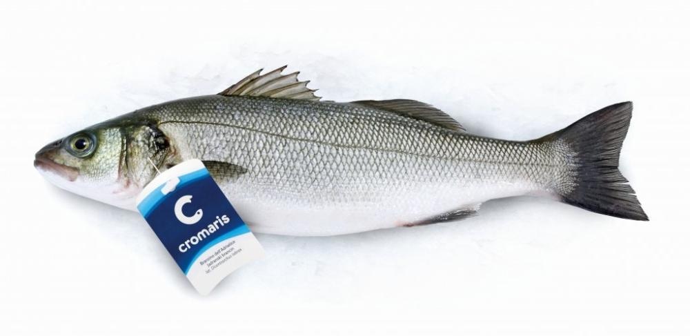 Svježi Cromaris Brancin 1 kg