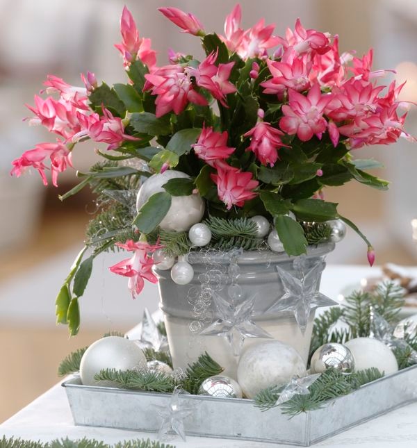 Božićni kaktus 1 komad