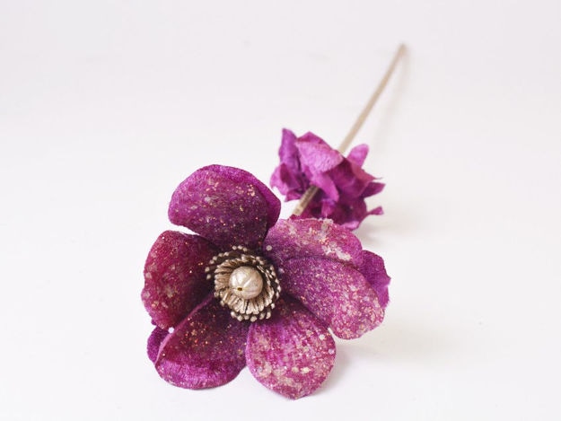 Anemona baršunasta 37 cm, 1 kom