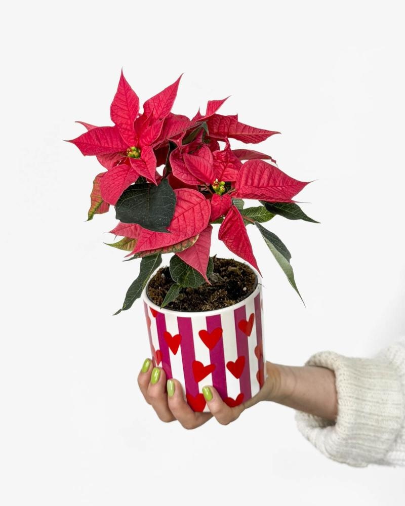 Božićna zvijezda 'Princettia' T13