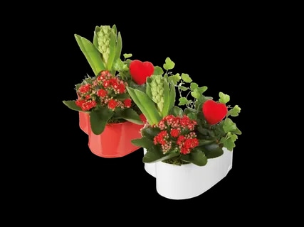 Aranžman Komad - Akcija u trgovini Lidl