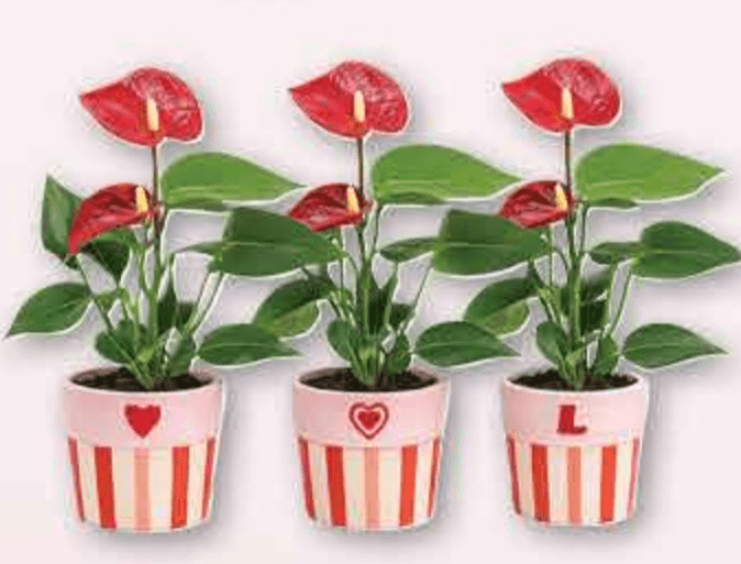 Anturij Ø 6 cm, 18 cm - Akcija u trgovini Plodine