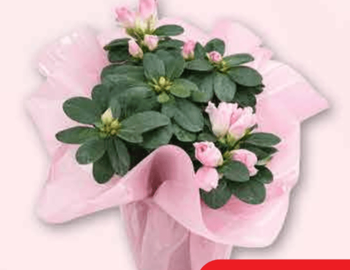 Azalea Pink Ø 12,5 cm, 23 cm - Akcija u trgovini Plodine