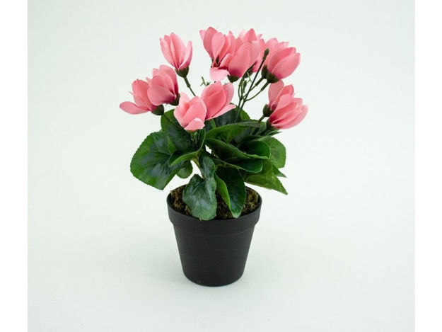 Ciklama 10,5 cm