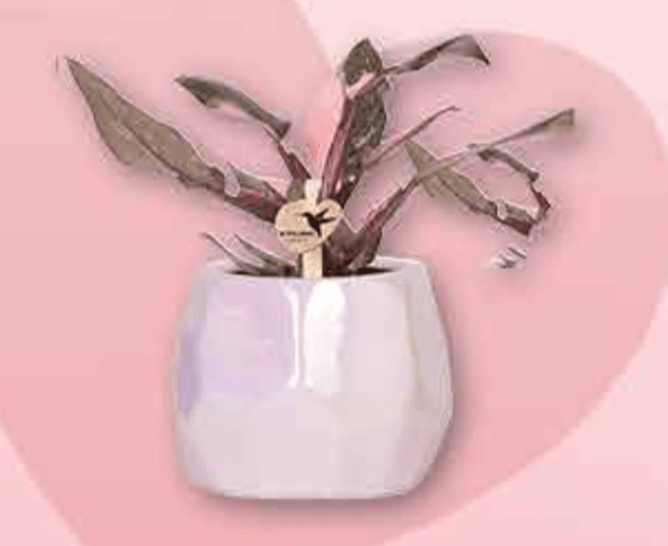 Filodendron Rozi Mramor - Akcija u trgovini Plodine