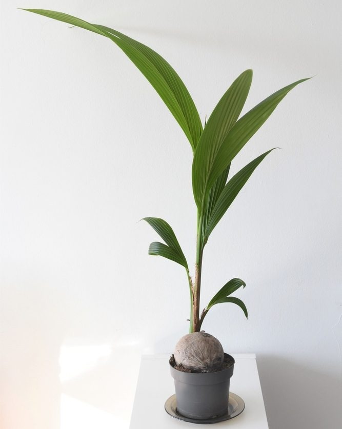 Kokos palma u tegli promjera 19 cm komad - Akcija u trgovini Kaufland