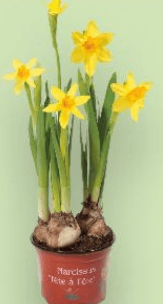 Narcise komad - Akcija u trgovini Kaufland