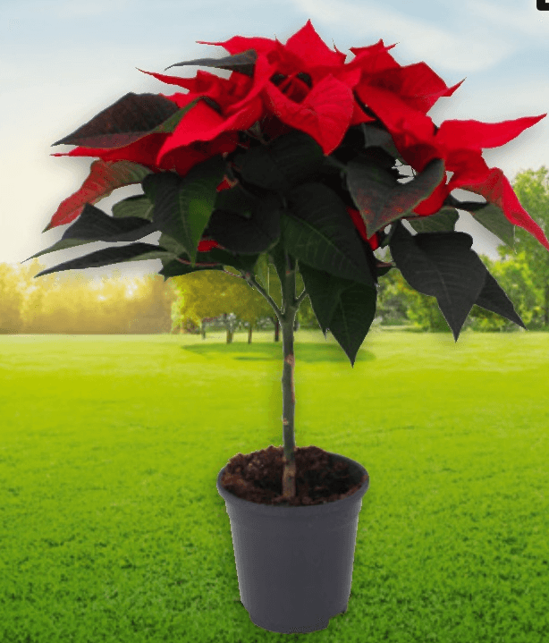 Božićna zvijezda na stablu fi 17 cm