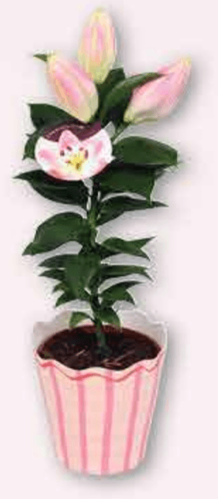 Ljiljan Ø 10 cm, 32 cm - Akcija u trgovini Plodine