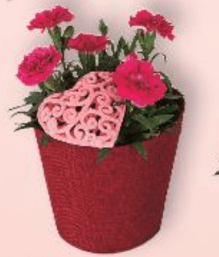 Karanfil komad - Akcija u trgovini Kaufland