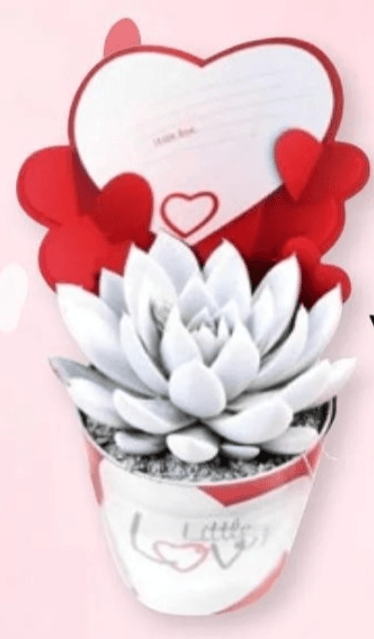 Esheveria Valentinovo 1 kom - Akcija u trgovini Interspar