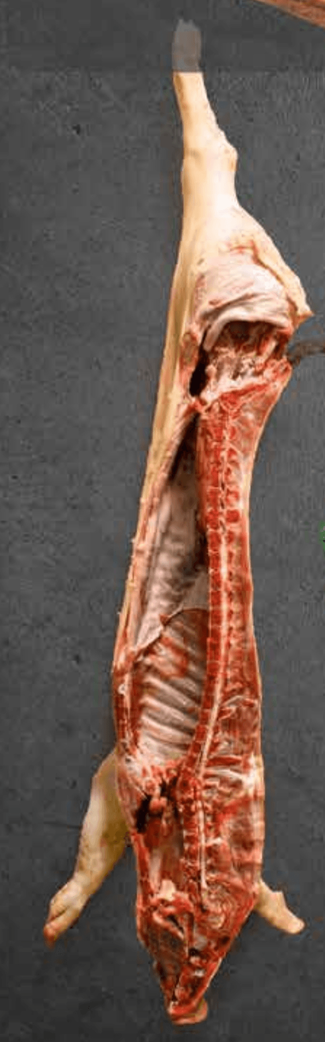 Svježa svinjska klasična polovica 1 kg