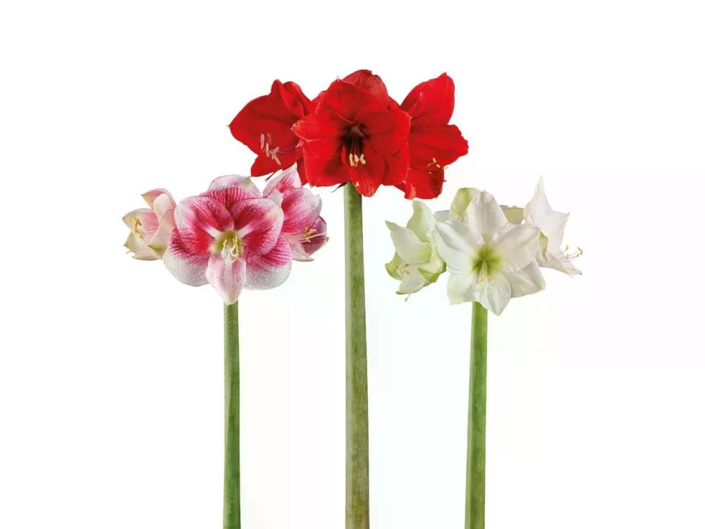 Amarilis rezani Komad