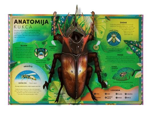 Nevjerojatni svijet buba