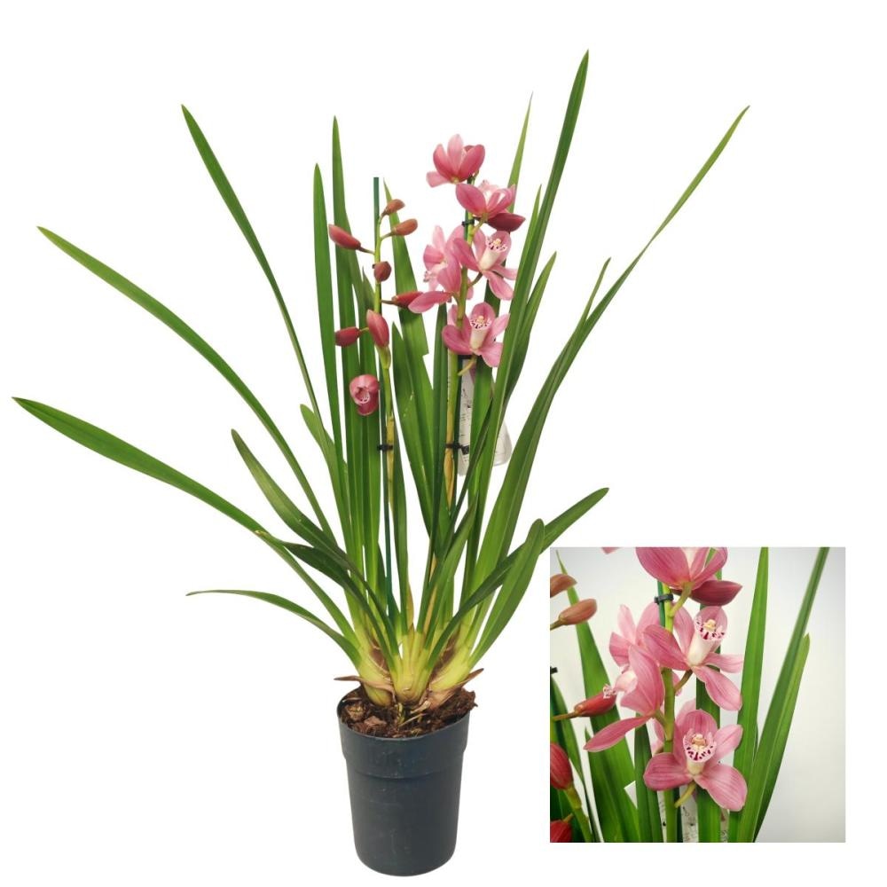 Cymbidium s medom 1 kom - Akcija u trgovini Spar