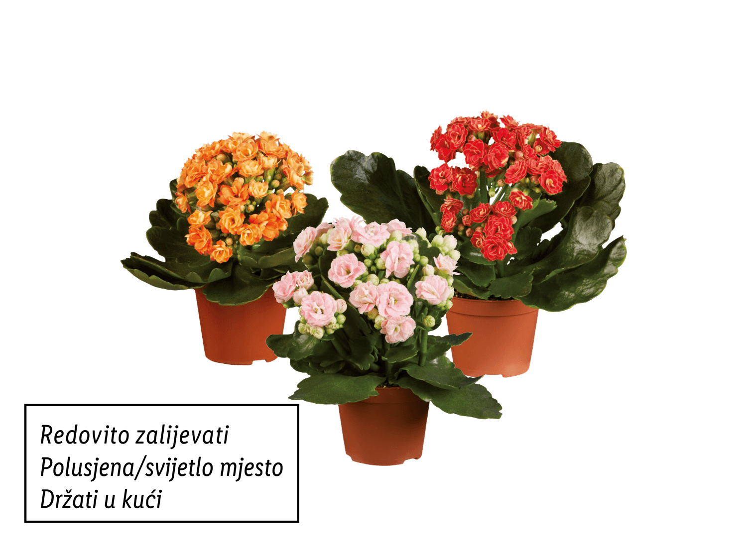 Mini kalanhoa Komad - Akcija u trgovini Lidl