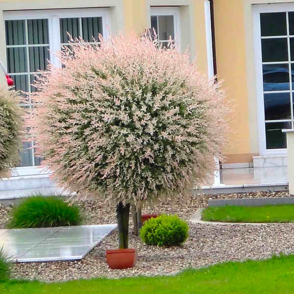 Sadnica Šarenolisna vrba Hakuro nishiiki