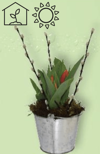 Tulipani 3 lukovice - Akcija u trgovini Kaufland