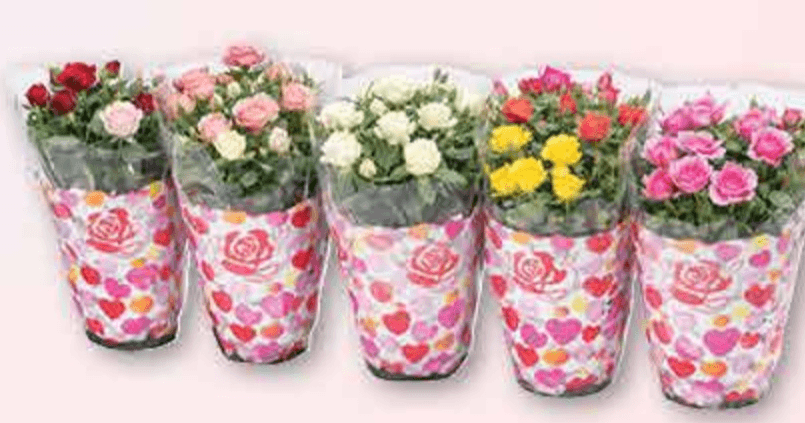 Ruža mix Ø 10,5 cm, 30 cm - Akcija u trgovini Plodine