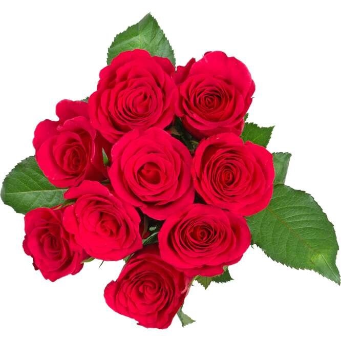 Buket 9 ruža 35cm, kom