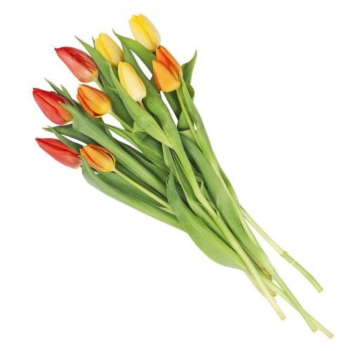 Tulipan komad - Akcija u trgovini Kaufland