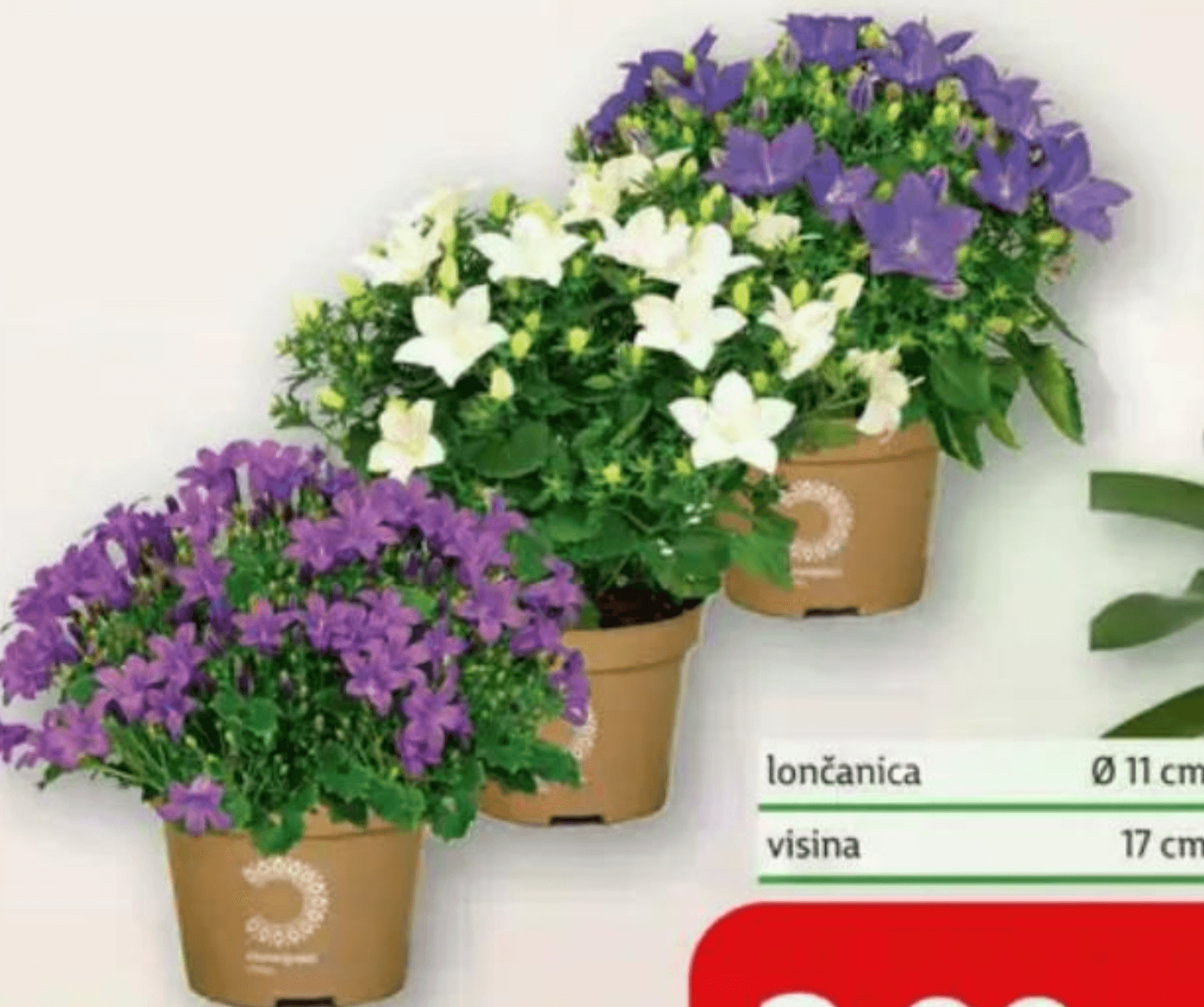 Zvončić lončanica Ø 11 cm, visina 17 cm - Akcija u trgovini Plodine