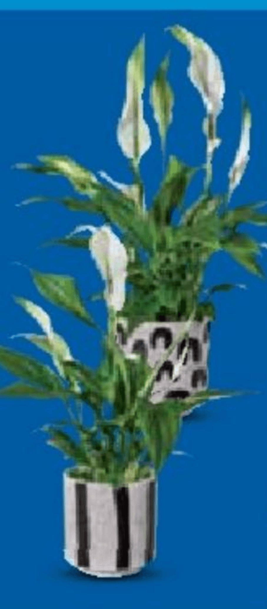 Spatifilum - Akcija u trgovini Lidl