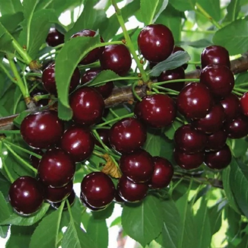 Sadnica višnje - Akcija u trgovini Plodine