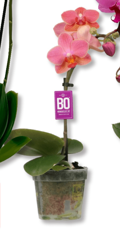 'Sweety BO' T7, 1 stabljika - Akcija u trgovini Bauhaus