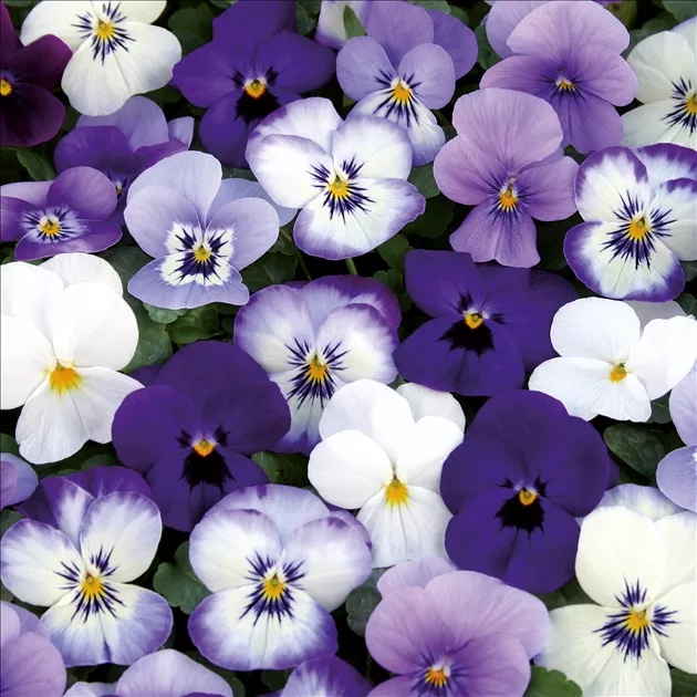 Maćuhica 'Mix a Twix' T13 Volmary - Akcija u trgovini Bauhaus