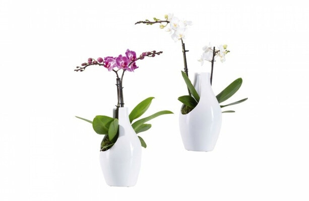 Orhideja - Akcija u trgovini Lidl