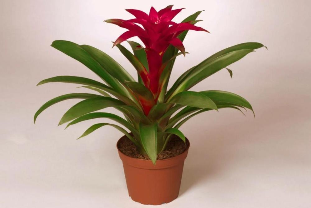 Bromelija Love lončanica Ø 12 cm, visina 45 cm - Akcija u trgovini Plodine