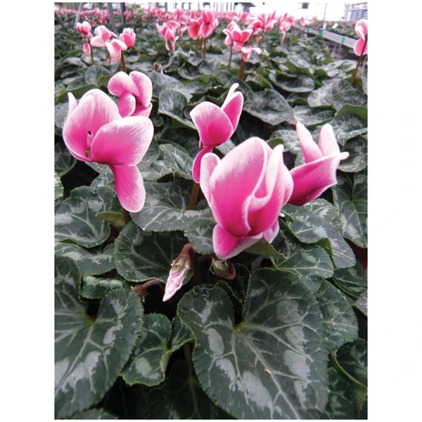 Sacarina Violet T10,5 Volmary - Akcija u trgovini Bauhaus