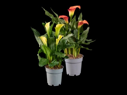 Kala Komad - Akcija u trgovini Lidl