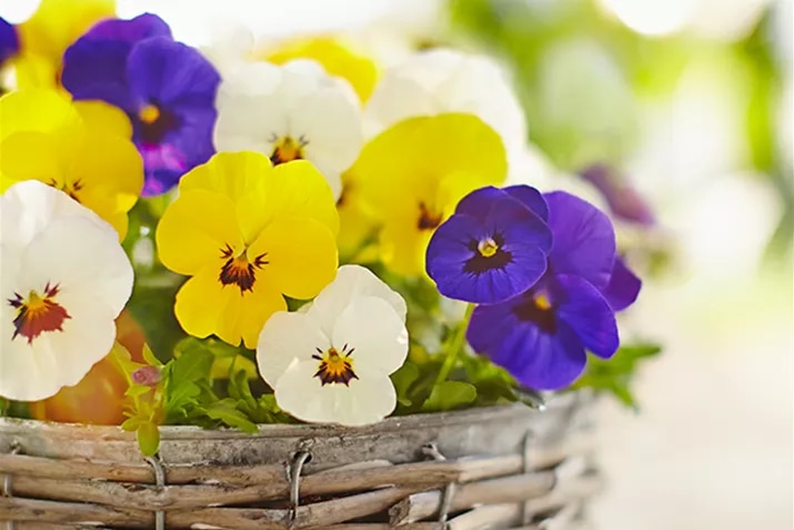 Proljetni trio T13 - Akcija u trgovini Bauhaus