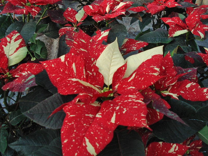 Božićna zvijezda 'Zvijezda Kenije'